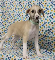 MISSOURI-AKC, a female Whippet for sale in Bells, TX – Photo 1 of 9