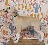 MISSOURI-AKC, a female Whippet for sale in Bells, TX – 2 of 7