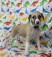 MISSOURI-AKC, a female Whippet for sale in Bells, TX – Photo 7 of 9