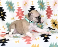 MISSOURI-AKC, a female Whippet for sale in Bells, TX – Photo 3 of 3