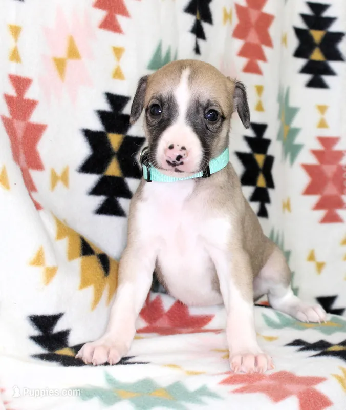 MISSOURI-AKC – Whippet puppy for sale in Bells, TX