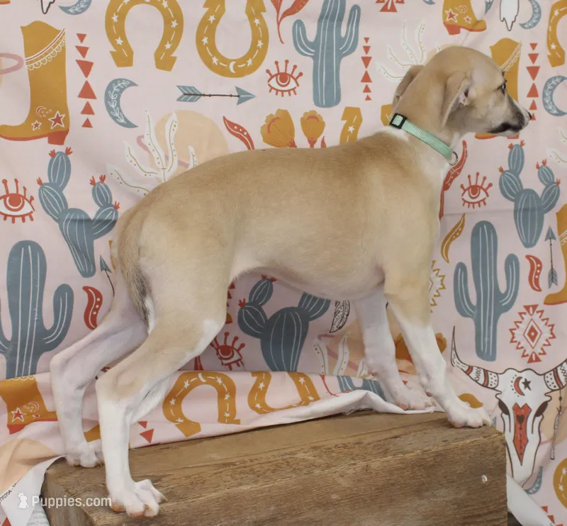 MISSOURI-AKC – Whippet puppy for sale in Bells, TX