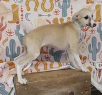 MISSOURI-AKC, a female Whippet for sale in Bells, TX – 3 of 7