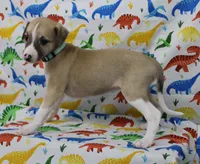 MISSOURI-AKC, a female Whippet for sale in Bells, TX – Photo 8 of 9