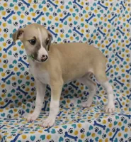 MISSOURI-AKC, a female Whippet for sale in Bells, TX – Photo 4 of 9
