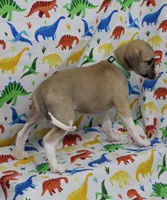 MISSOURI-AKC, a female Whippet for sale in Bells, TX – Photo 6 of 9