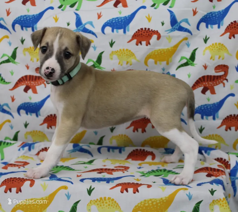 MISSOURI-AKC – Whippet puppy for sale in Bells, TX