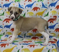 MISSOURI-AKC, a female Whippet for sale in Bells, TX – Photo 5 of 9