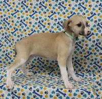 MISSOURI-AKC, a female Whippet for sale in Bells, TX – Photo 3 of 9