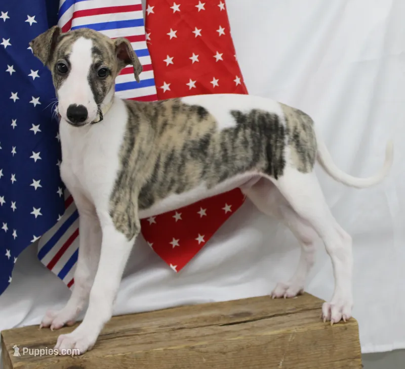 JACE-AKC – Whippet puppy for sale in Bells, TX