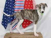 ACE-AKC, a male Whippet for sale in Bells, TX – 8 of 10