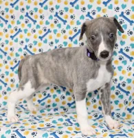 DAISY-AKC BLUE BRINDLE BLUE EYES, a female Whippet for sale in Bells, TX – 1 of 7