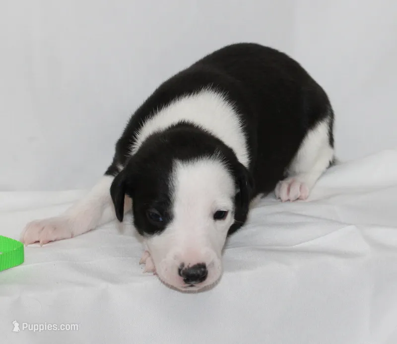 LADYBUG-WHIPPET AKC – Whippet puppy for sale in Bells, TX