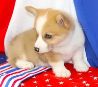 JULY-BLUE EYES , a male Pembroke Welsh Corgi for sale in Bells, TX – 4 of 10