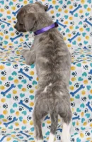 DAISY-AKC BLUE BRINDLE BLUE EYES, a female Whippet for sale in Bells, TX – 4 of 7