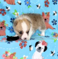 JULY-BLUE EYES , a male Pembroke Welsh Corgi for sale in Bells, TX – 3 of 5