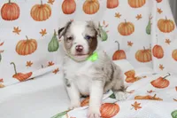TOY AUSSIE HATTIE MAE-ASDR, a male Toy Australian Shepherd for sale in Bells, TX – 5 of 7
