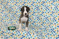 KORY-AKC, a female Whippet for sale in Bells, TX – 4 of 5