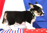MERICA, a female Pembroke Welsh Corgi for sale in Bells, TX – 8 of 10