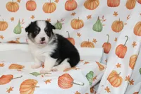 WINSTON, a female Pembroke Welsh Corgi for sale in Bells, TX – 5 of 6