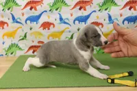 processed/f747d14b-a878-46fe-9ce7-210efab35373/listing/645e0134-5395-4210-bb78-c72eff472af0/5dbdbab5-4faa-4bfb-98e4-0d9420b2a71a