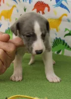 processed/f747d14b-a878-46fe-9ce7-210efab35373/listing/645e0134-5395-4210-bb78-c72eff472af0/bf15336f-2cb2-400f-a398-27a0c36f75db