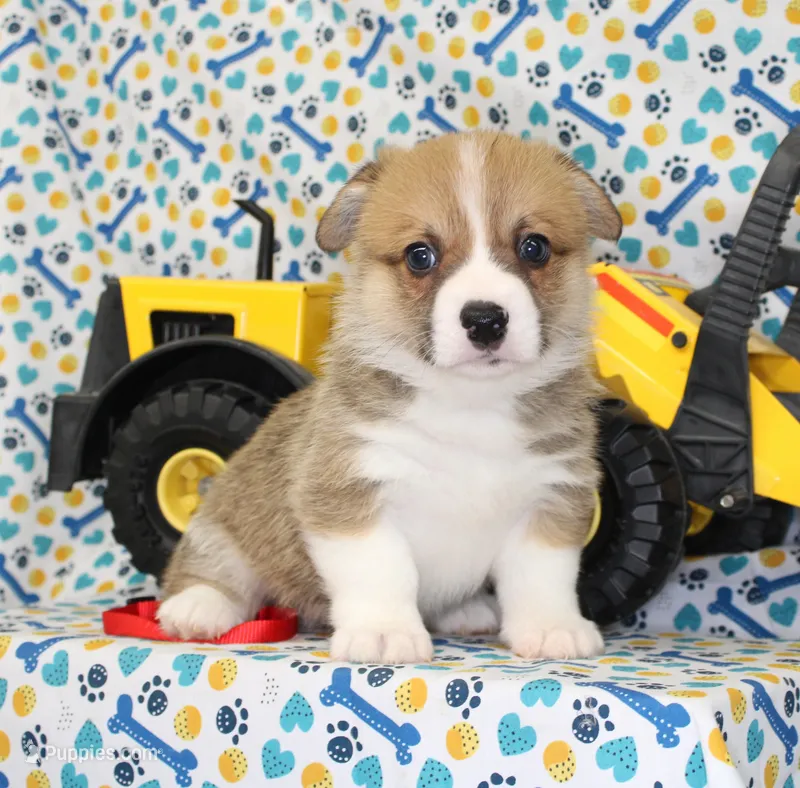 LOUIE – Pembroke Welsh Corgi puppy for sale in Bells, TX