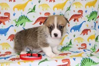 LOUIE, a male Pembroke Welsh Corgi for sale in Bells, TX – Photo 4 of 4
