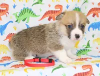 LOUIE, a male Pembroke Welsh Corgi for sale in Bells, TX – Photo 2 of 4
