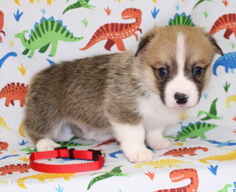 LOUIE – Pembroke Welsh Corgi puppy for sale in Bells, TX