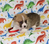 LOUIE, a male Pembroke Welsh Corgi for sale in Bells, TX – Photo 3 of 4
