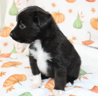 TOY AUSSIE JOSIE PEARL-ASDR, a male Toy Australian Shepherd for sale in Bells, TX – 4 of 5