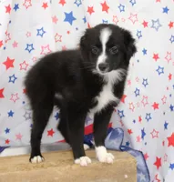 INDIGO-TOY ASDR, a female Toy Australian Shepherd for sale in Bells, TX – 7 of 9