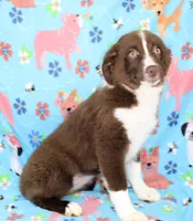 EMBER, a female Toy Australian Shepherd for sale in Bells, TX – 2 of 7