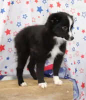 INDIGO-TOY ASDR, a female Toy Australian Shepherd for sale in Bells, TX – 2 of 9