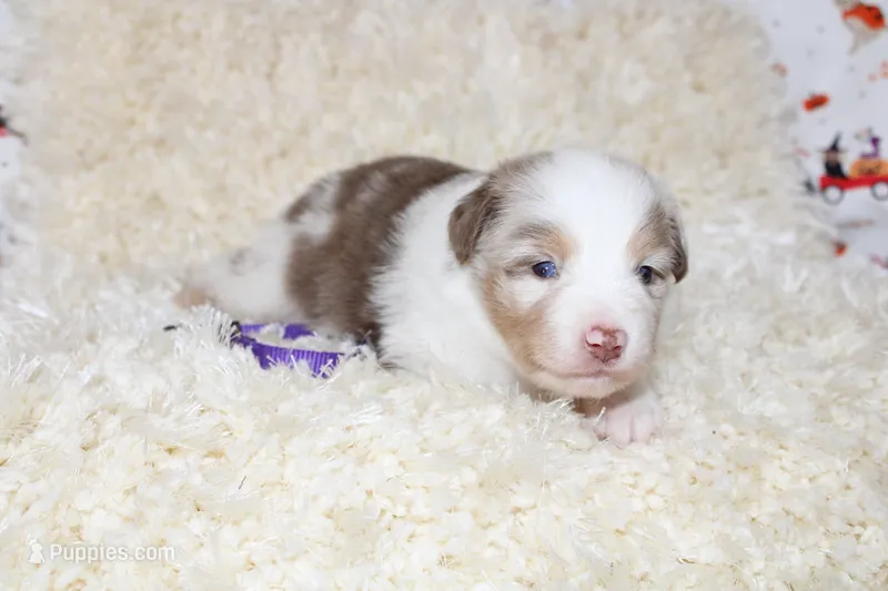 DOTTIE-ASDR BLUE EYES – Miniature Australian Shepherd, Toy Australian Shepherd puppy for sale in Bells, TX