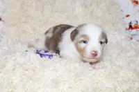 DOTTIE-ASDR BLUE EYES, a female Miniature Australian Shepherd and Toy Australian Shepherd for sale in Bells, TX – 1 of 5