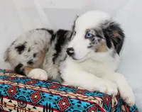 CORY-MINI AUSSIE  ASDR, a male Miniature Australian Shepherd for sale in Bells, TX – 3 of 9