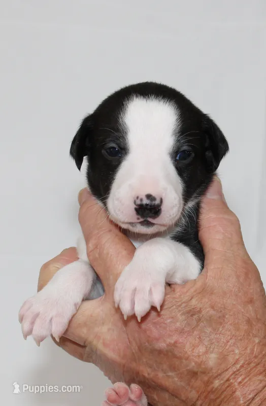 SPARKY-WHIPPET AKC – Whippet puppy for sale in Bells, TX