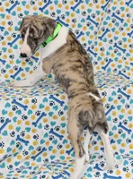 ACE-AKC, a male Whippet for sale in Bells, TX – 4 of 5