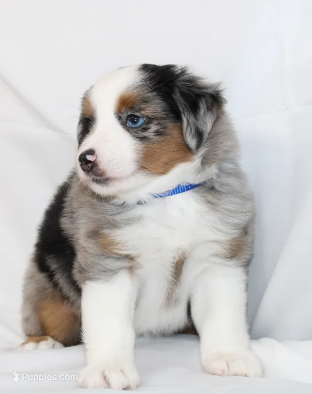 COLLIN-MINI AUSSIE   ASDR – Miniature Australian Shepherd puppy for sale in Bells, TX