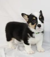MERICA, a female Pembroke Welsh Corgi for sale in Bells, TX – 5 of 10