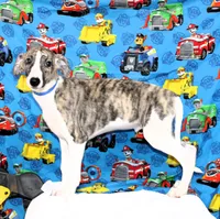 CHASE-AKC, a male Whippet for sale in Bells, TX – 5 of 10