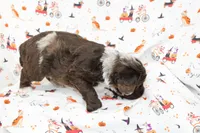 BILLY RAY-AUSSIEDOODLE, a male Miniature Aussiedoodle for sale in Bells, TX – 5 of 6