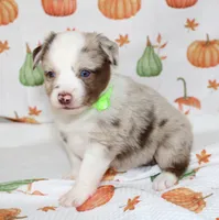 TOY AUSSIE HATTIE MAE-ASDR, a male Toy Australian Shepherd for sale in Bells, TX – 6 of 7