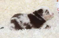 ROWDY-ASDR BLUE EYES, a male Miniature Australian Shepherd and Toy Australian Shepherd for sale in Bells, TX – 3 of 5
