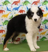 BELLE-ASDR Blue Eyes, a female Miniature Australian Shepherd for sale in Bells, TX – Photo 5 of 10