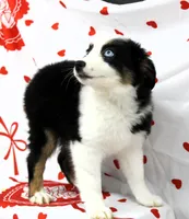 BELLE-ASDR Blue Eyes, a female Miniature Australian Shepherd for sale in Bells, TX – Photo 6 of 10