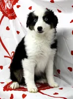 BELLE-ASDR Blue Eyes, a female Miniature Australian Shepherd for sale in Bells, TX – Photo 7 of 10