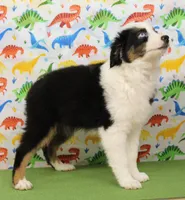 BELLE-ASDR Blue Eyes, a female Miniature Australian Shepherd for sale in Bells, TX – Photo 2 of 10